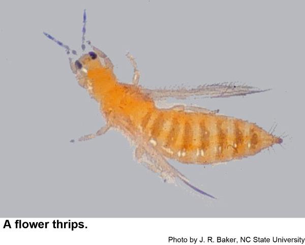 Thumbnail image for Flower Thrips